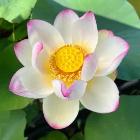 Colorful Cloud Lotus