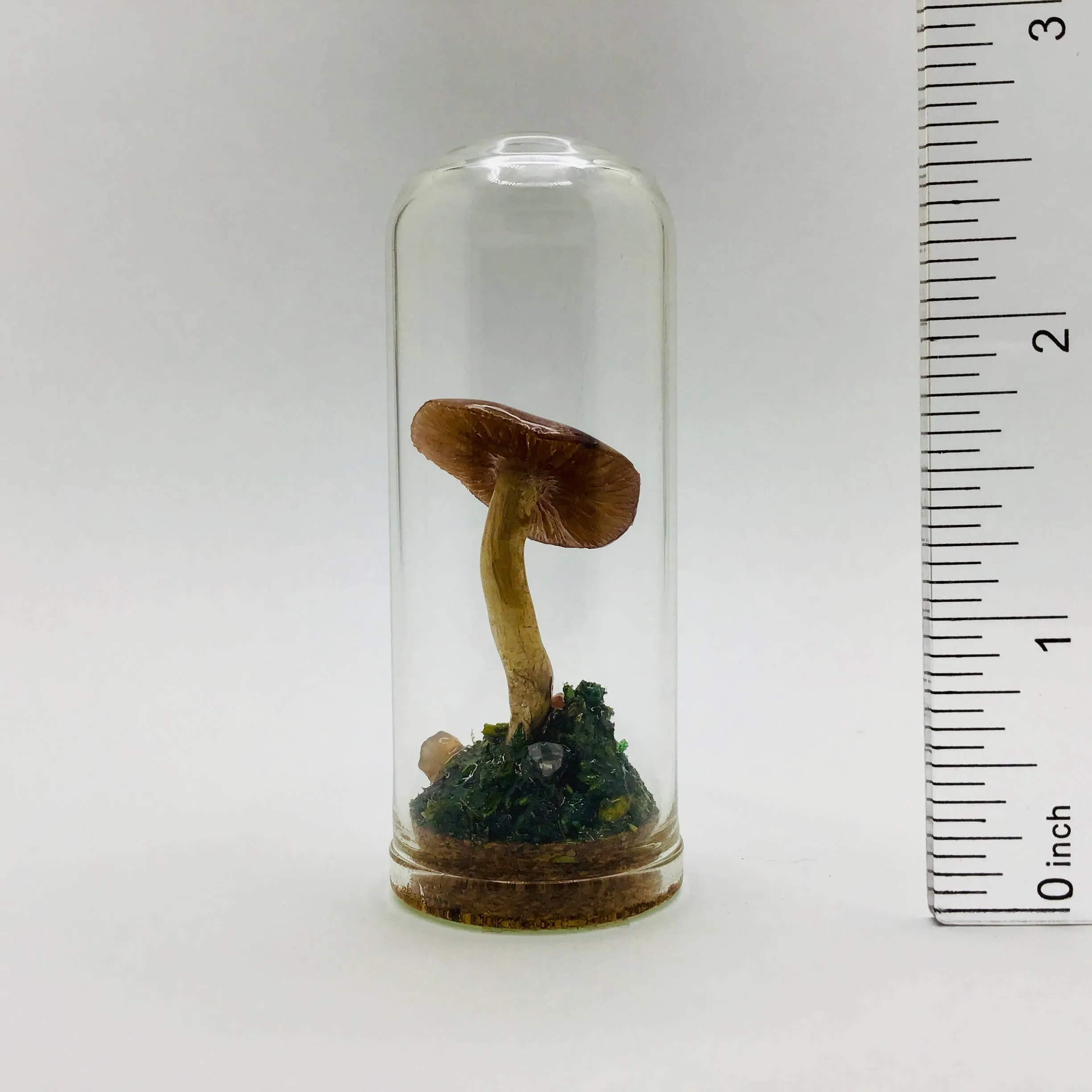 Mushroom Curiosity Jar Real Fungi Curio 2.75" # 3390