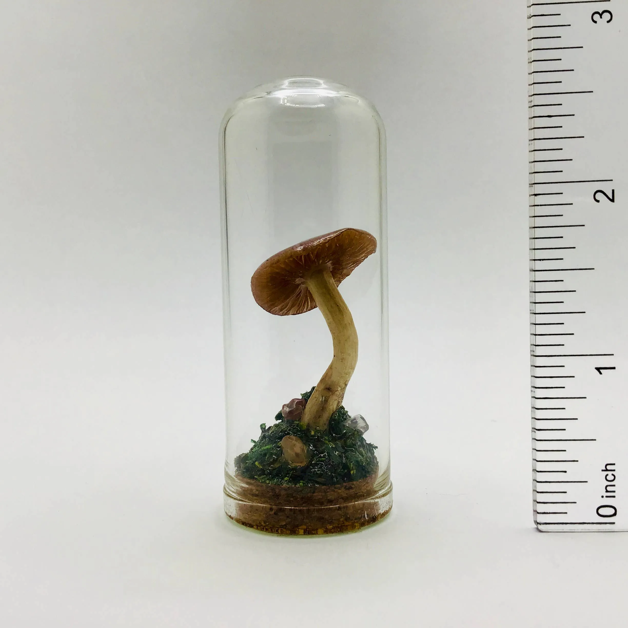 Mushroom Curiosity Jar Real Fungi Curio 2.75" # 3390