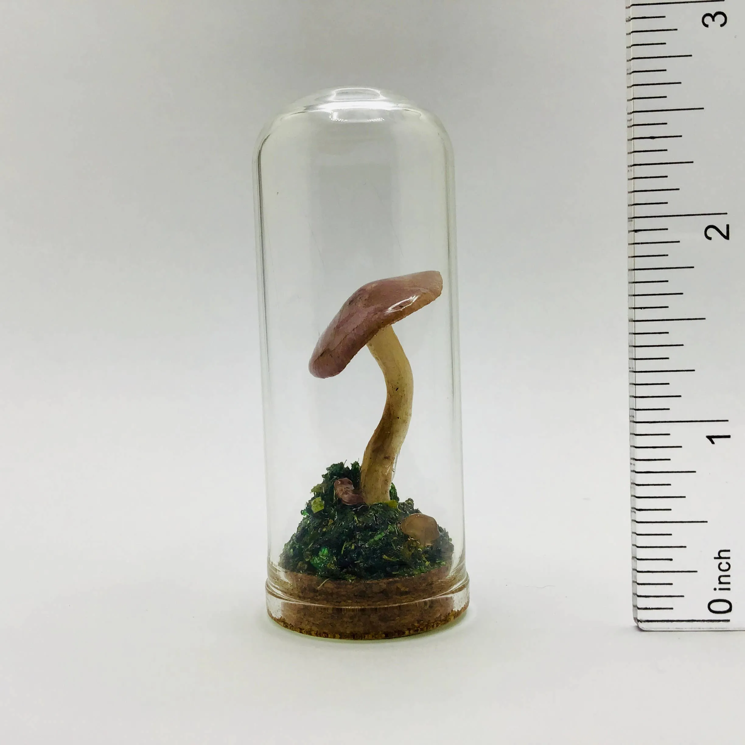 Mushroom Curiosity Jar Real Fungi Curio 2.75" # 3390