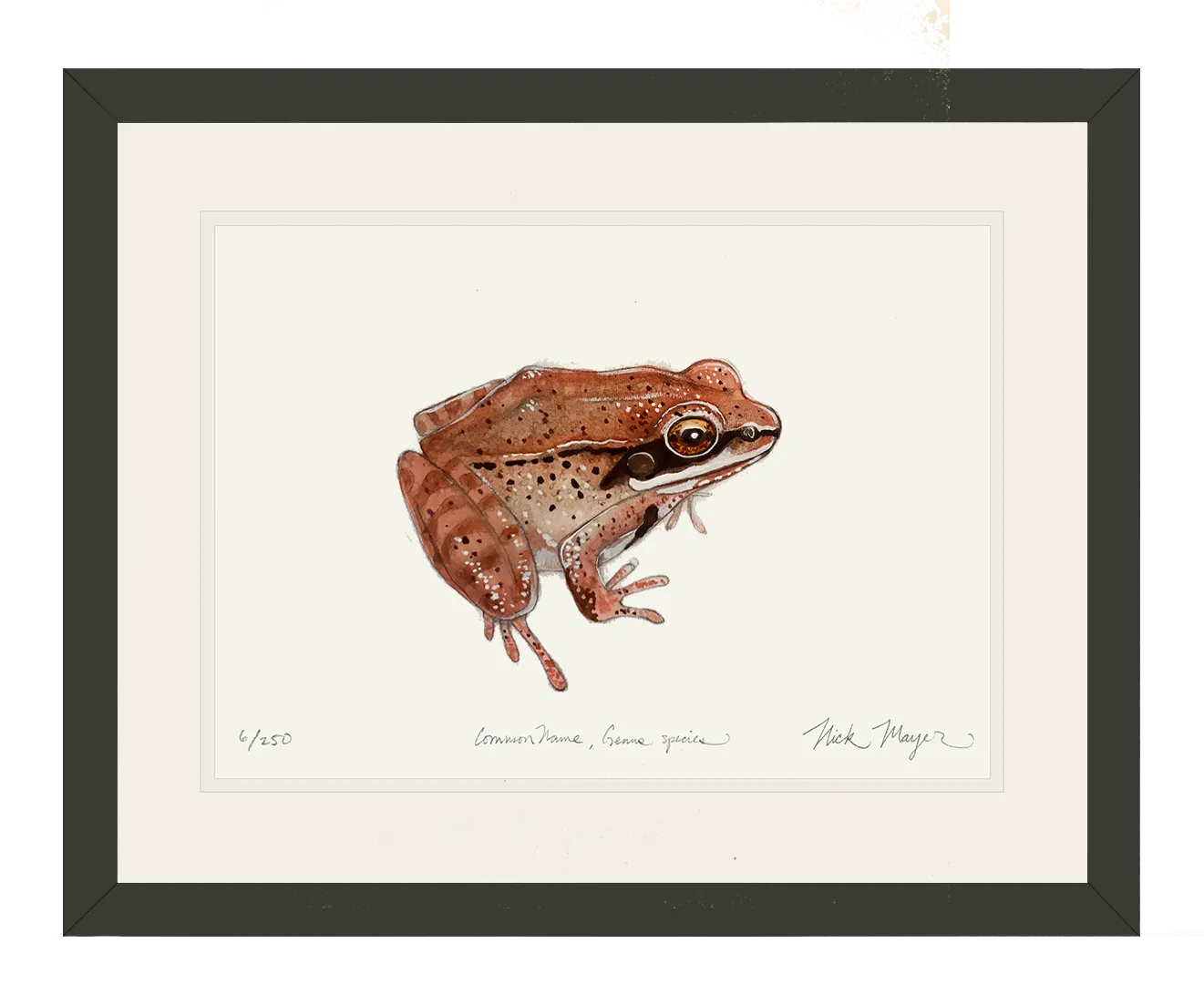 NEW Wood Frog Print